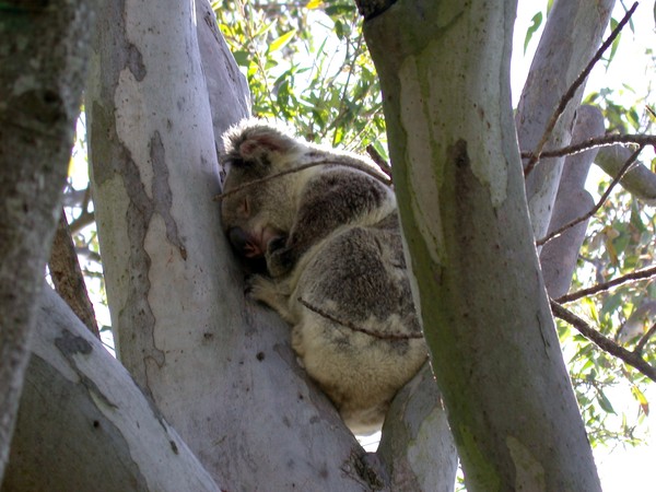 Koala